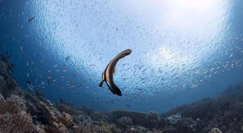 Photo of Others in Bunaken