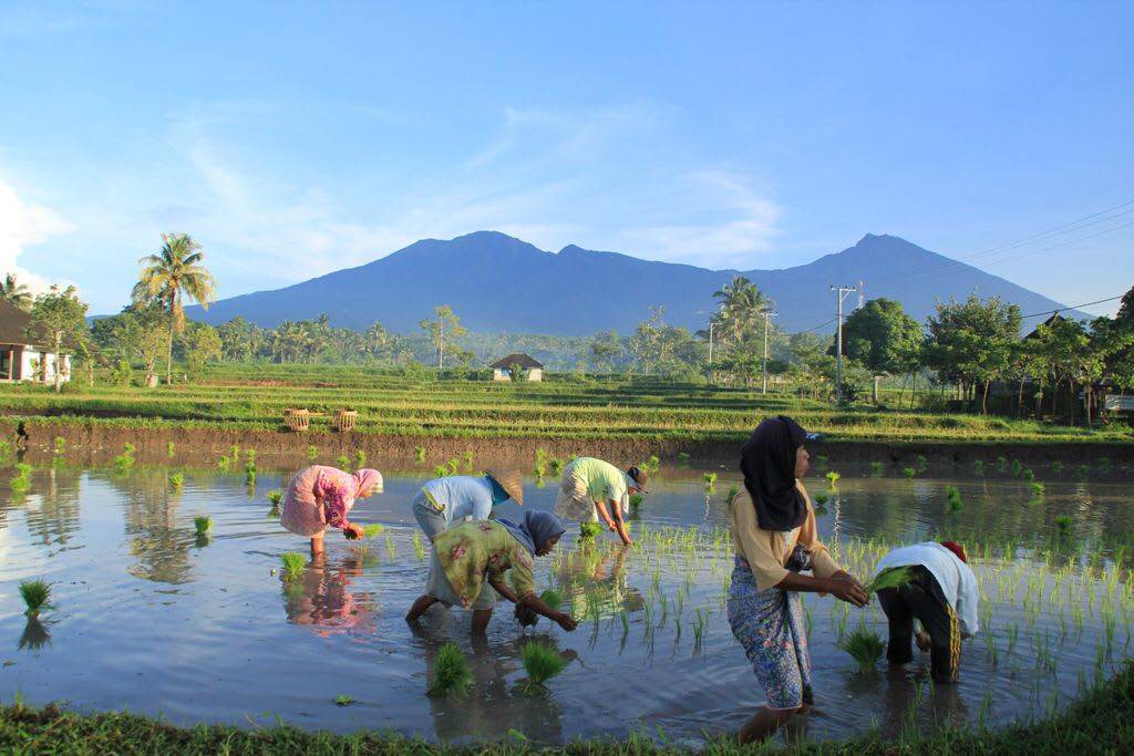 Photo of Others in Tetebatu