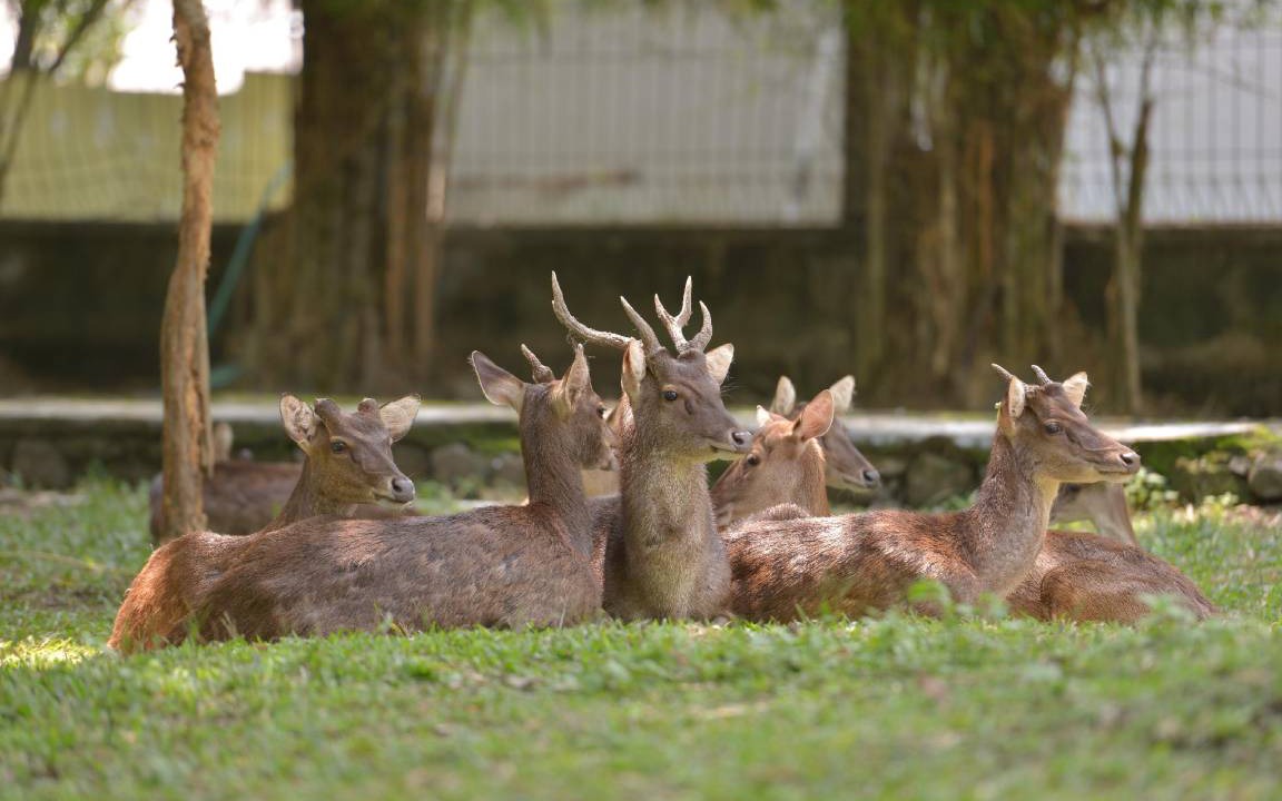 Photo of Others in Banjarsari