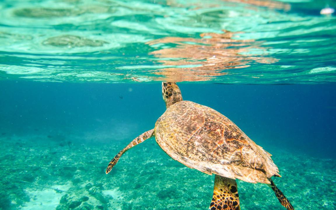 Photo of Others in Gili Trawangan