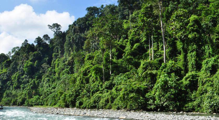 Photo of Others in Bukit Lawang