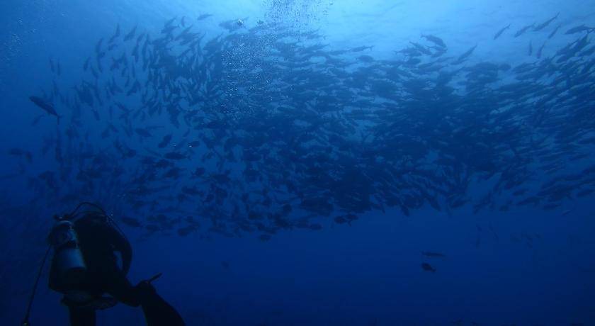 Photo of Others in Maluku Islands