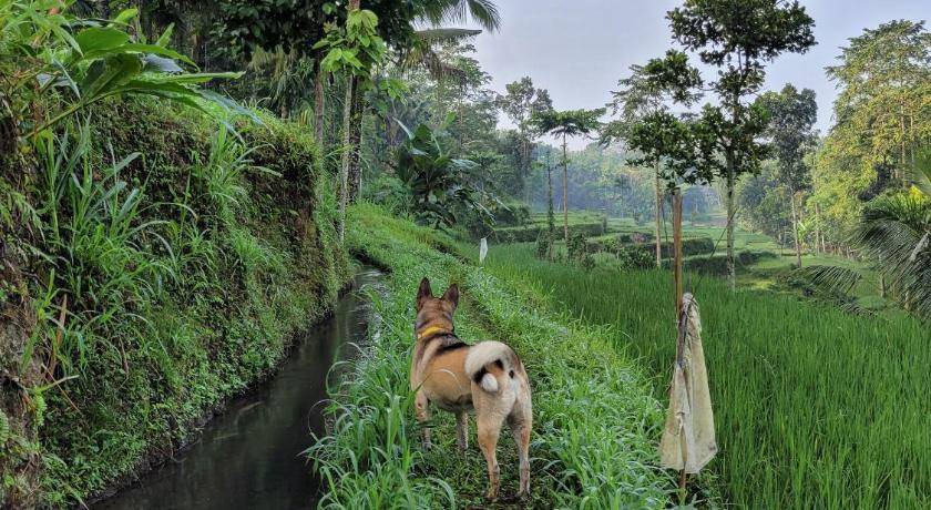 Photo of Others in Tetebatu