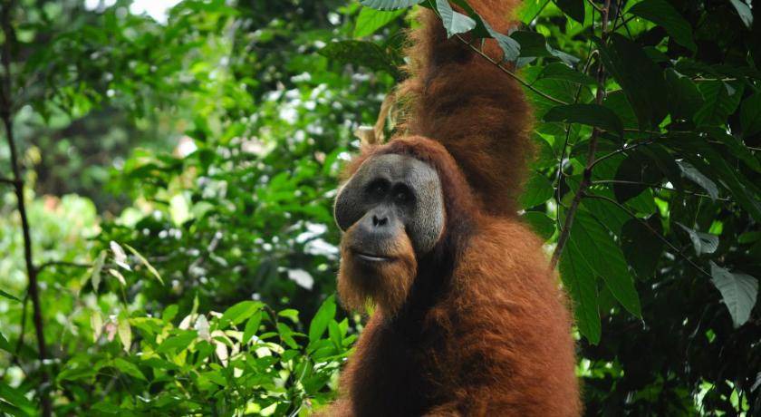 Photo of Others in Bukit Lawang