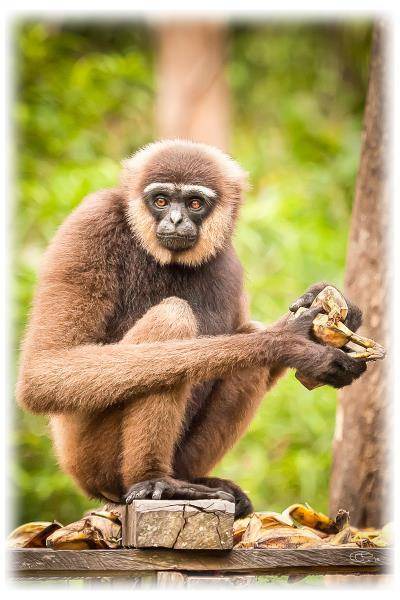 Photo of Others in Kalimantan