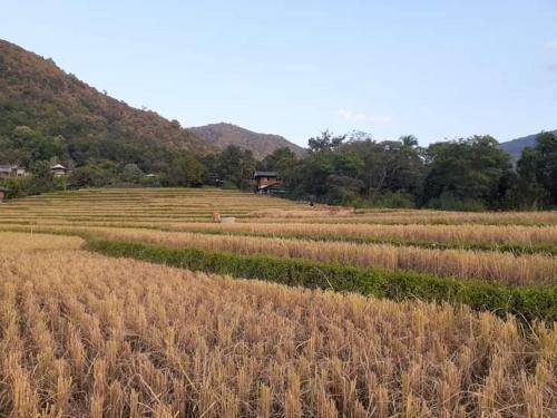 Photo of Others in Mae Chaem