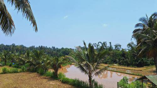 Photo of Others in Tetebatu