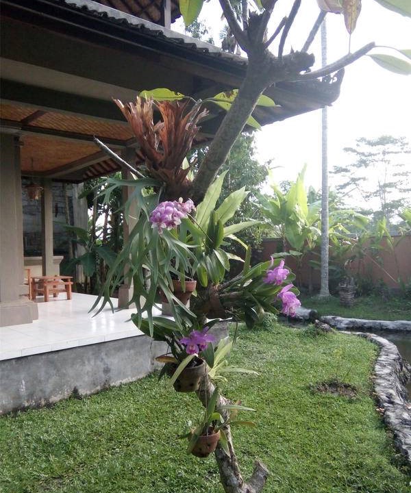 Photo of Others in Ubud City-Centre