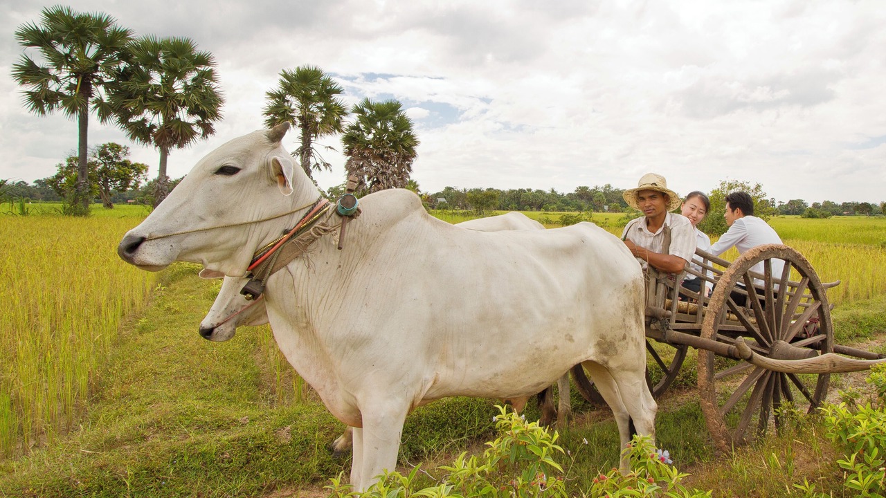 Photo of Others in Siem Reap