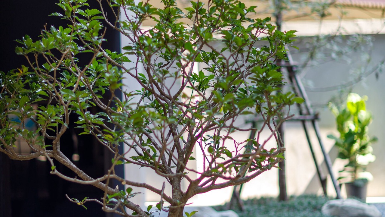 Photo of Outdoor in Chom Phon