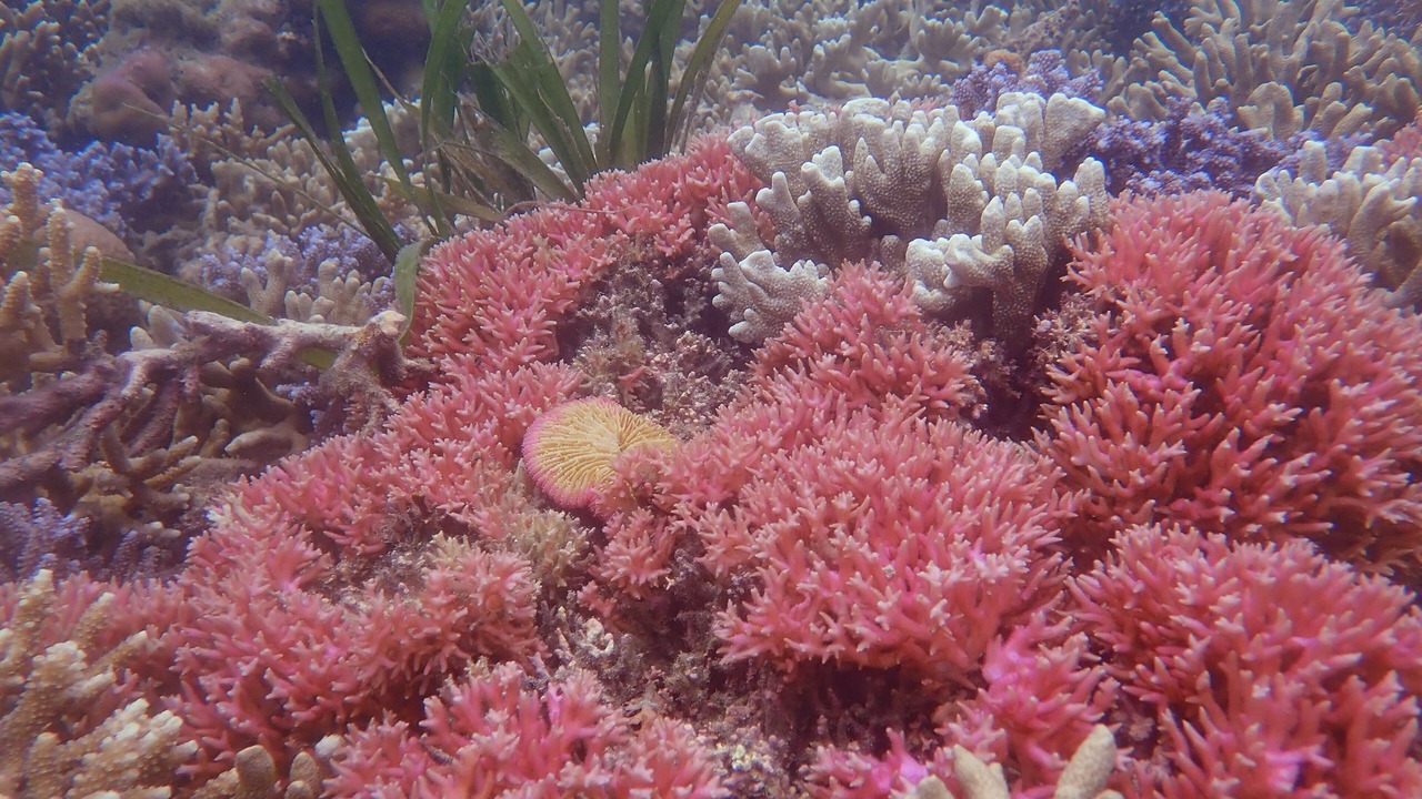 Photo of Others in Gili Gede