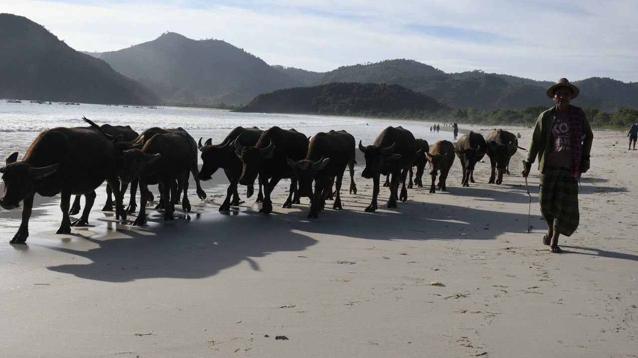Photo of Others in Selong Belanak