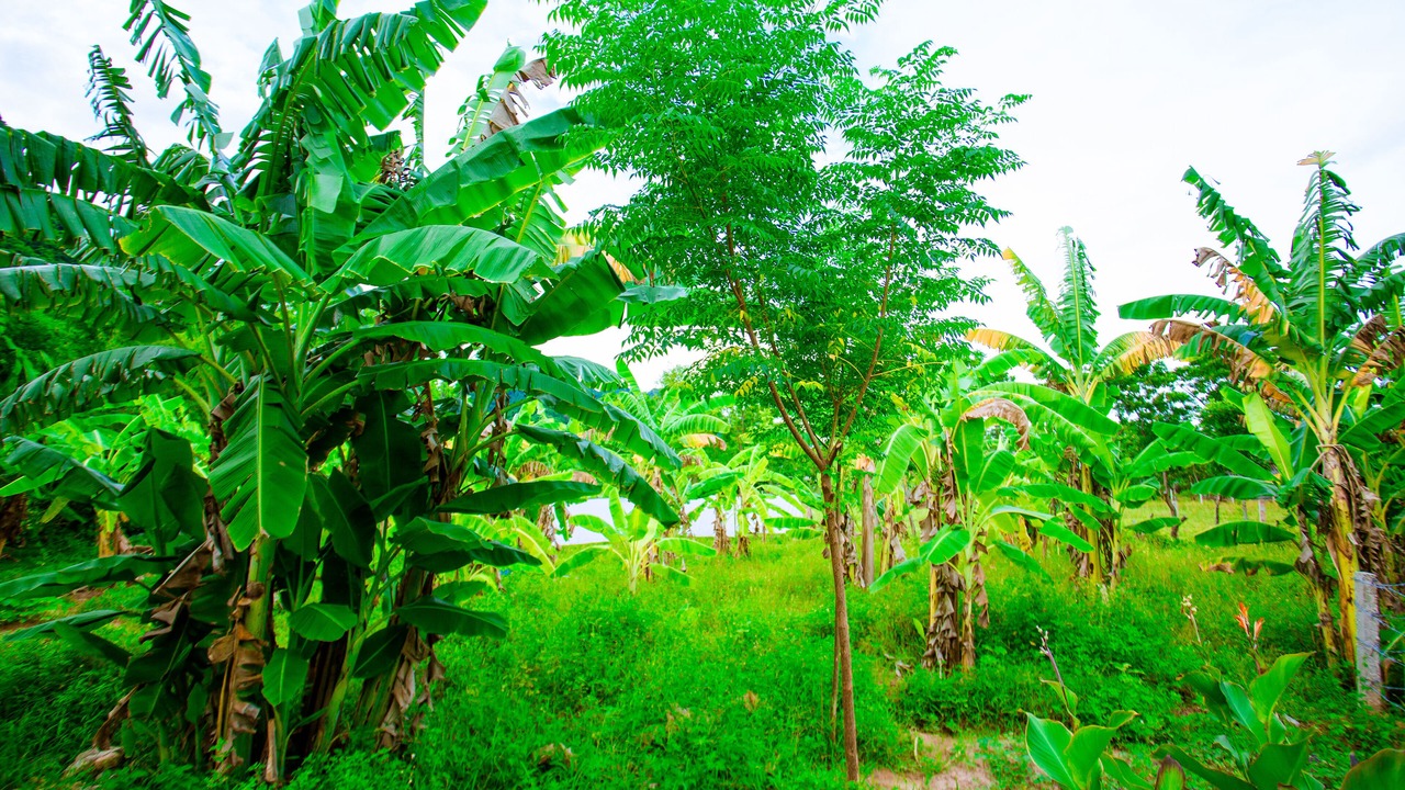 Photo of Outdoor in Son Trach