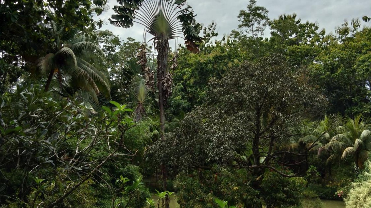 Photo of Outdoor in Sepilok