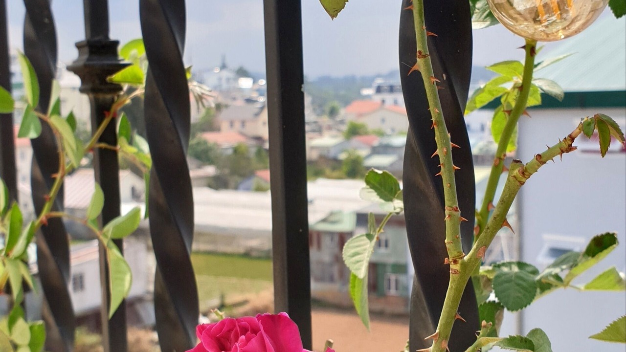 Photo of Outdoor in Da Lat