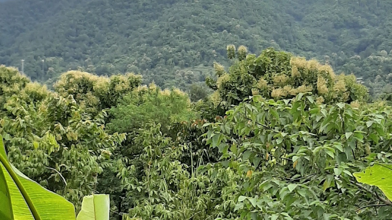 Photo of Outdoor in Chiang Mai