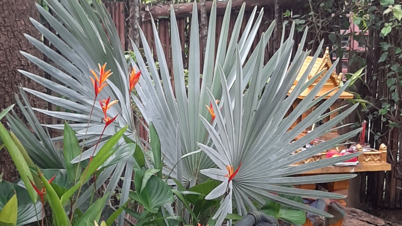 Photo of Outdoor in Chiang Mai