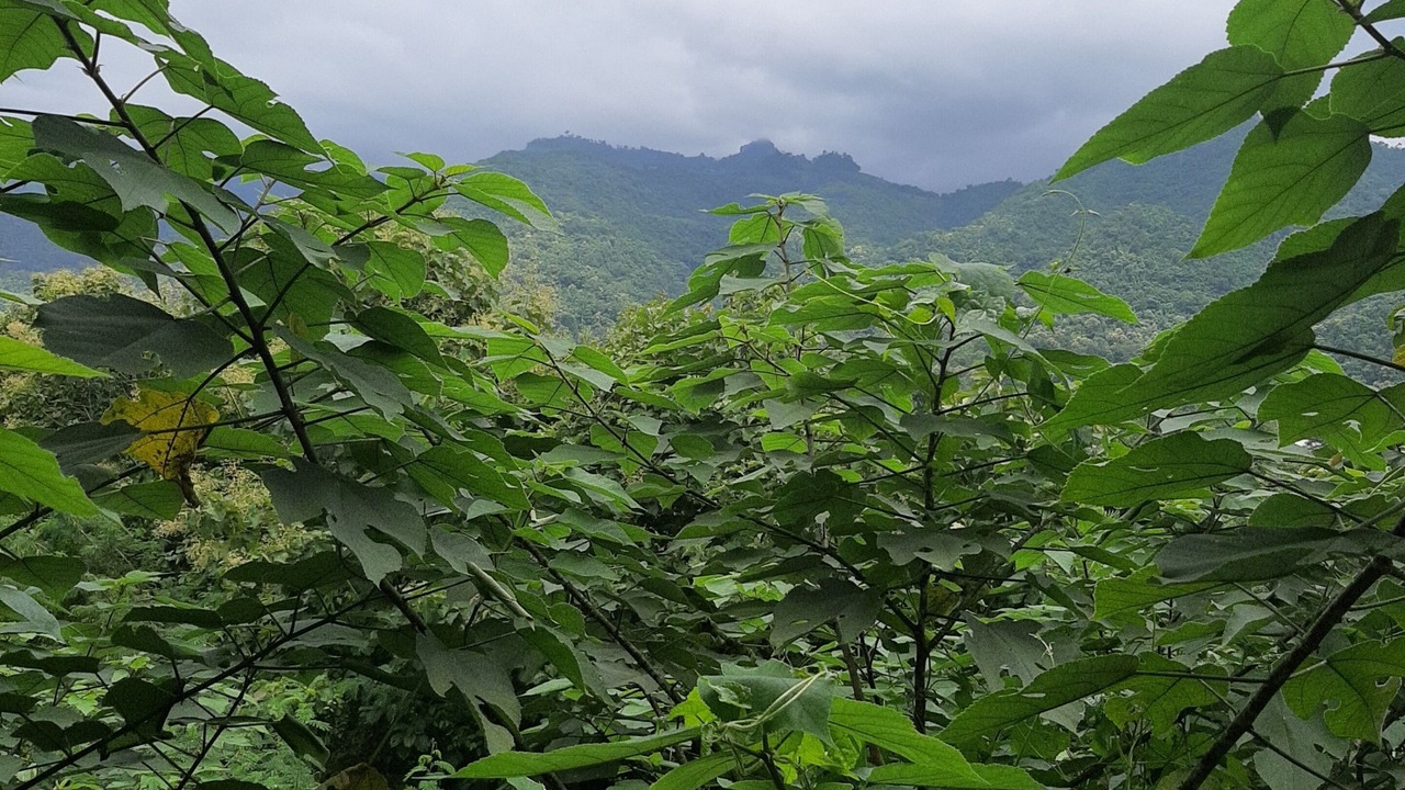 Photo of Outdoor in Chiang Mai