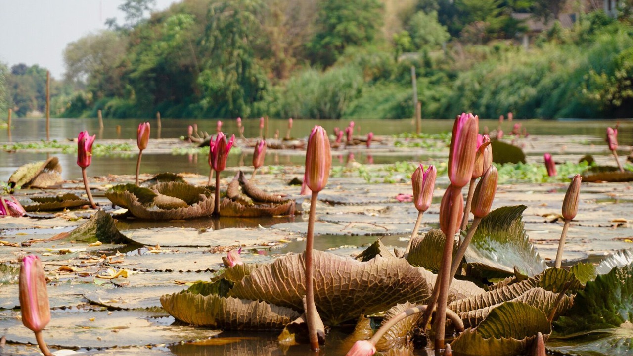 Photo of Outdoor in Chiang Mai