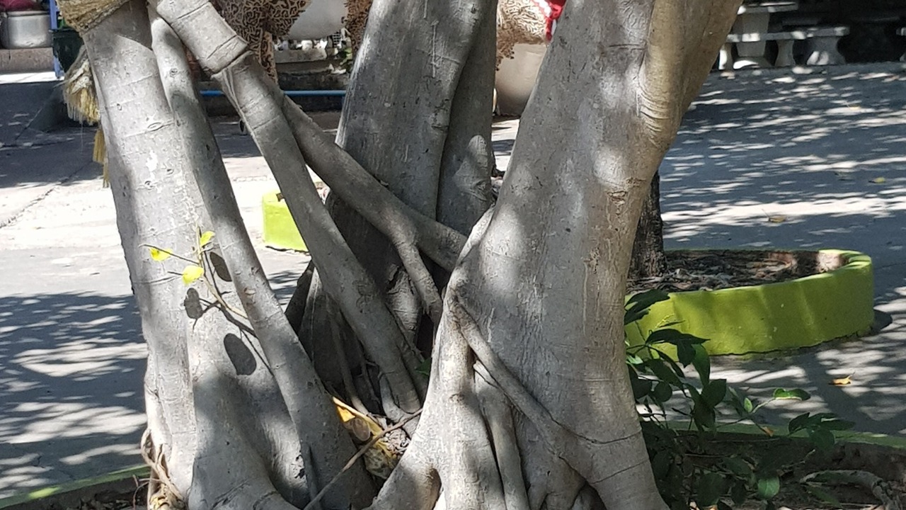 Photo of Others in Hua Hin