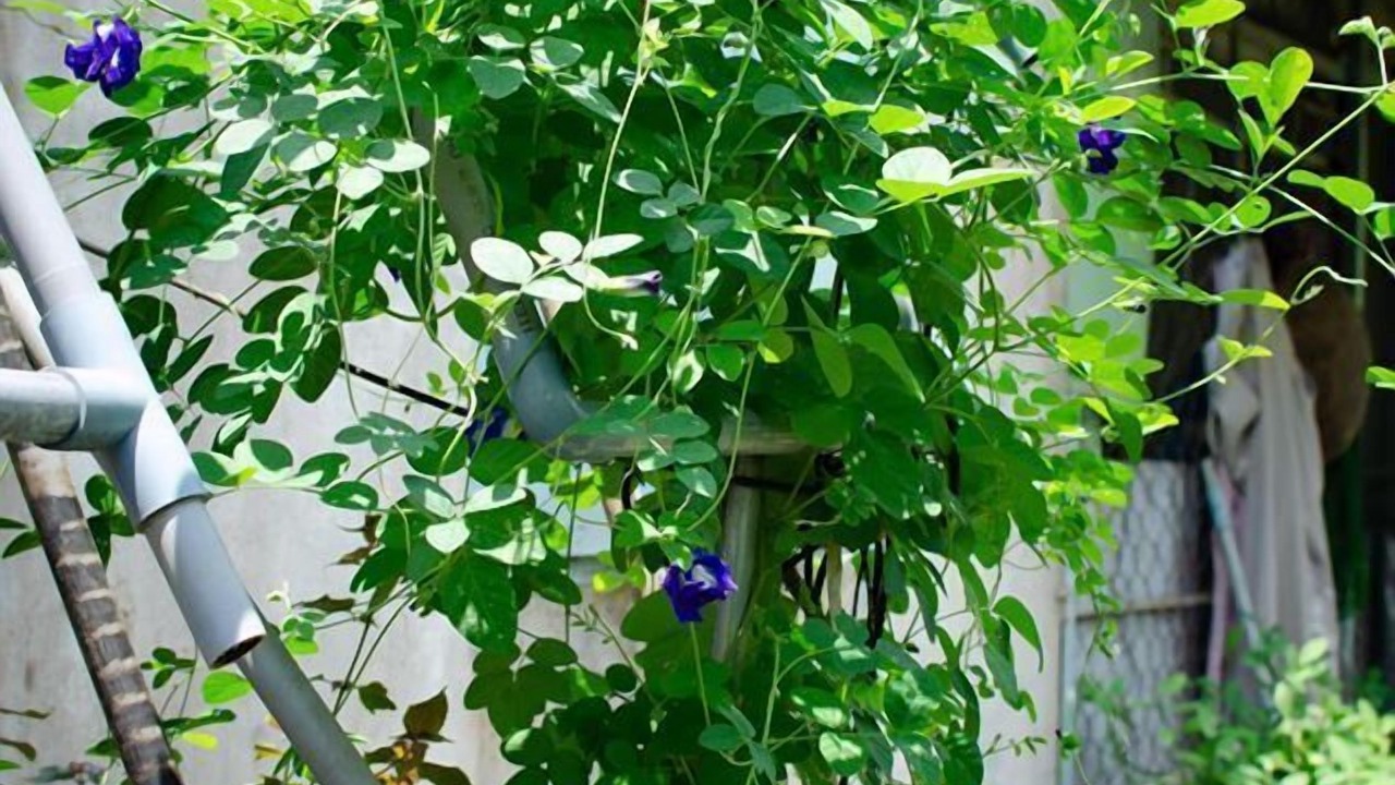 Photo of Outdoor in Cai Be