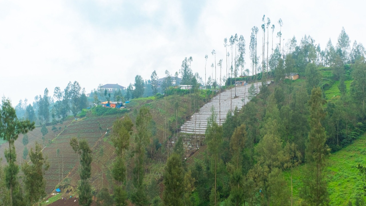 Photo of Others in Tosari