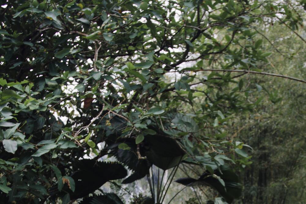 Photo of Outdoor in Suan Luang