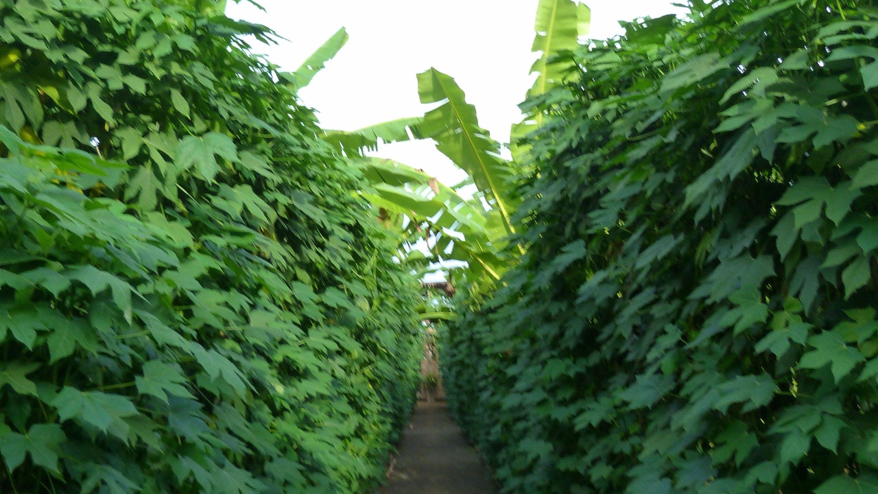 Photo of Outdoor in Aek Phnum