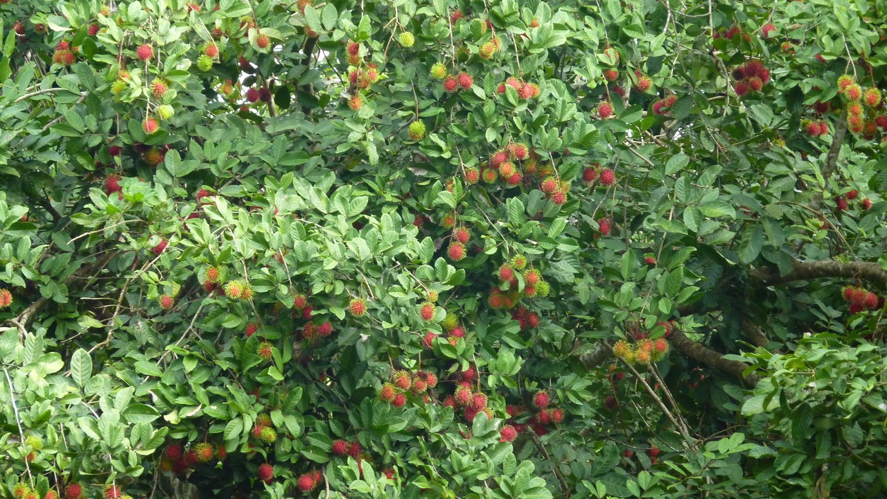 Photo of Outdoor in Ban Ta Khun