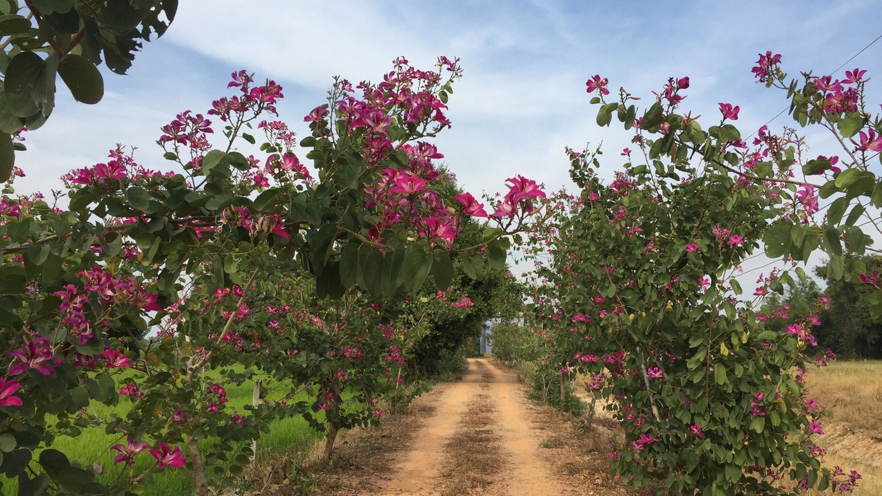Photo of Outdoor in Doem Bang Nang Buat