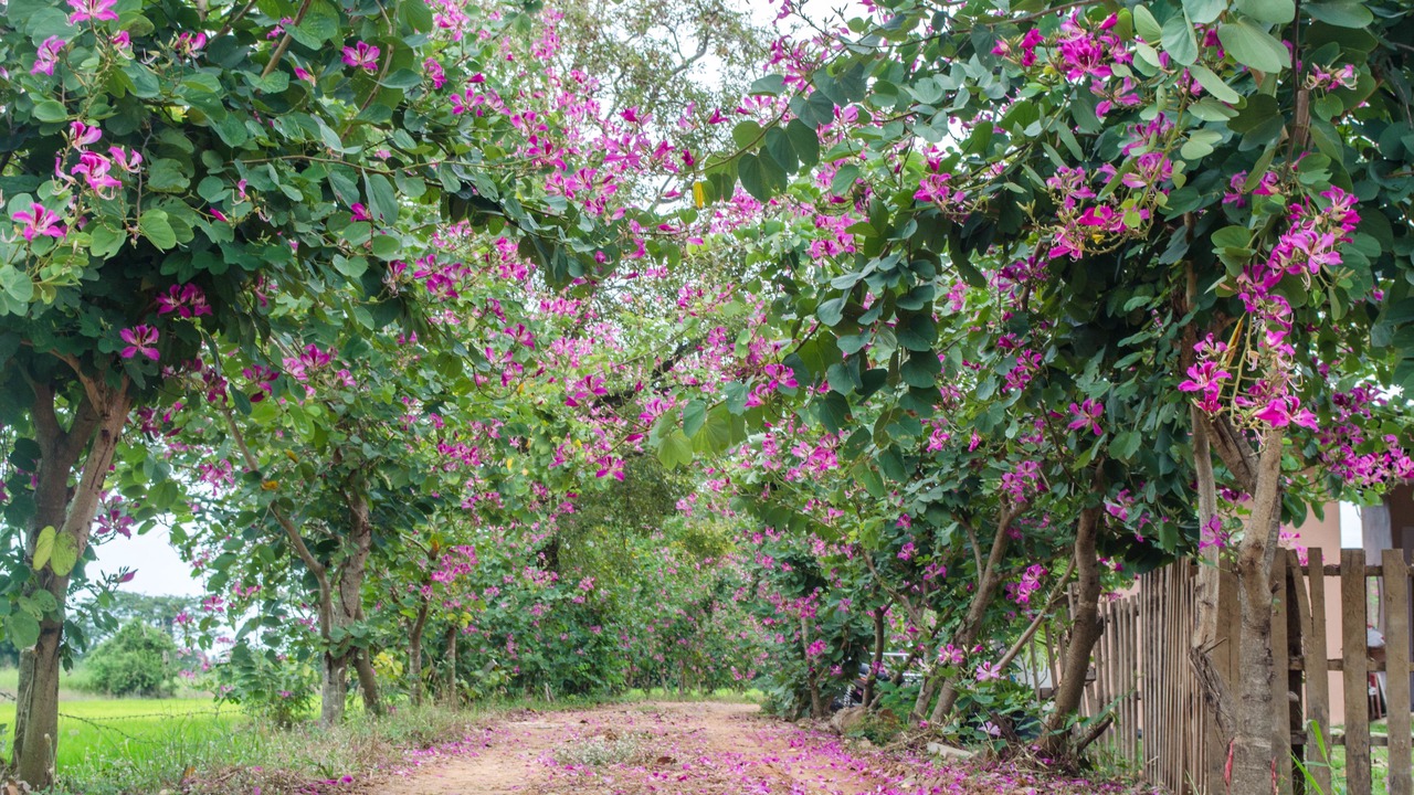 Photo of Outdoor in Doem Bang Nang Buat
