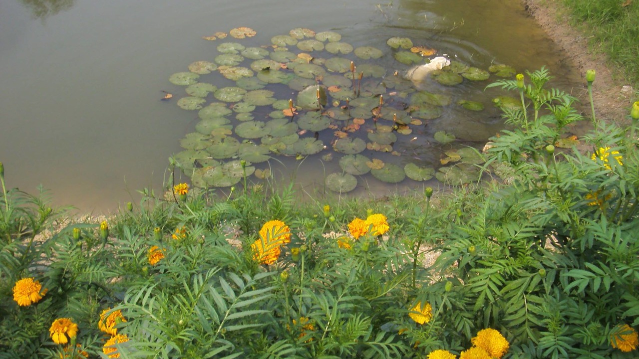 Photo of Outdoor in Suphan Buri
