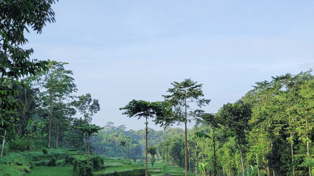 Photo of Outdoor in Tetebatu