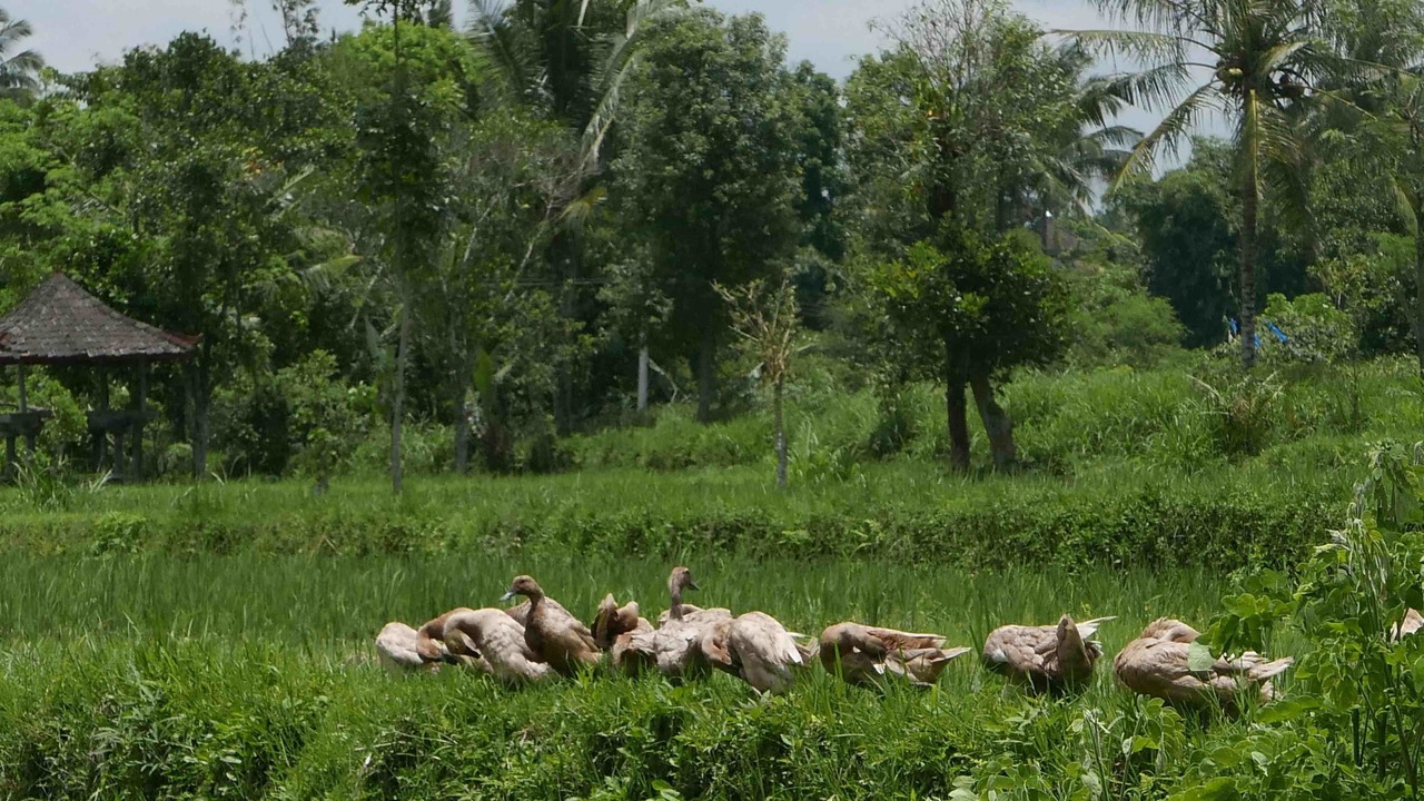 Photo of Others in Kecamatan Pringgasela