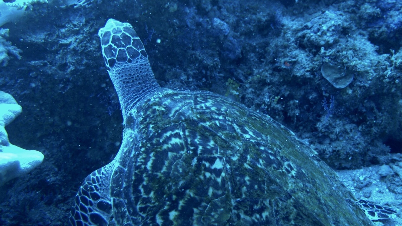 Photo of Others in Morotai Island