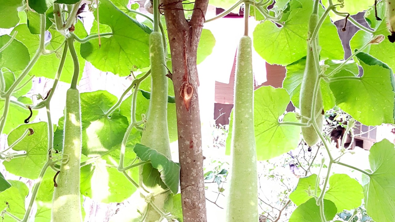 Photo of Outdoor in Son Trach