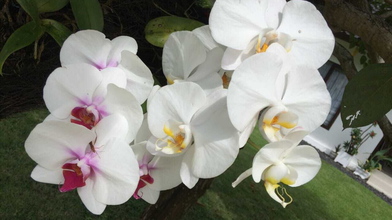 Photo of Outdoor in Senggigi