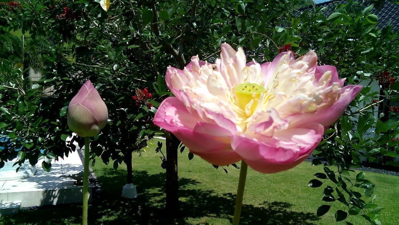 Photo of Outdoor in Senggigi
