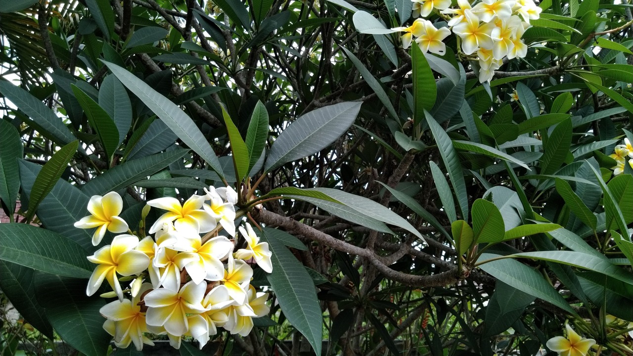 Photo of Outdoor in Senggigi