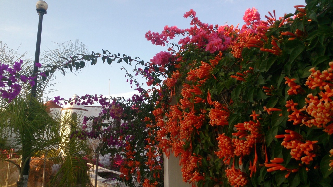 Photo of Outdoor in Rincon de Guayabitos