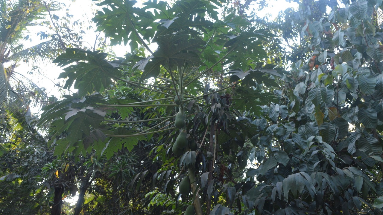 Photo of Outdoor in Siem Reap