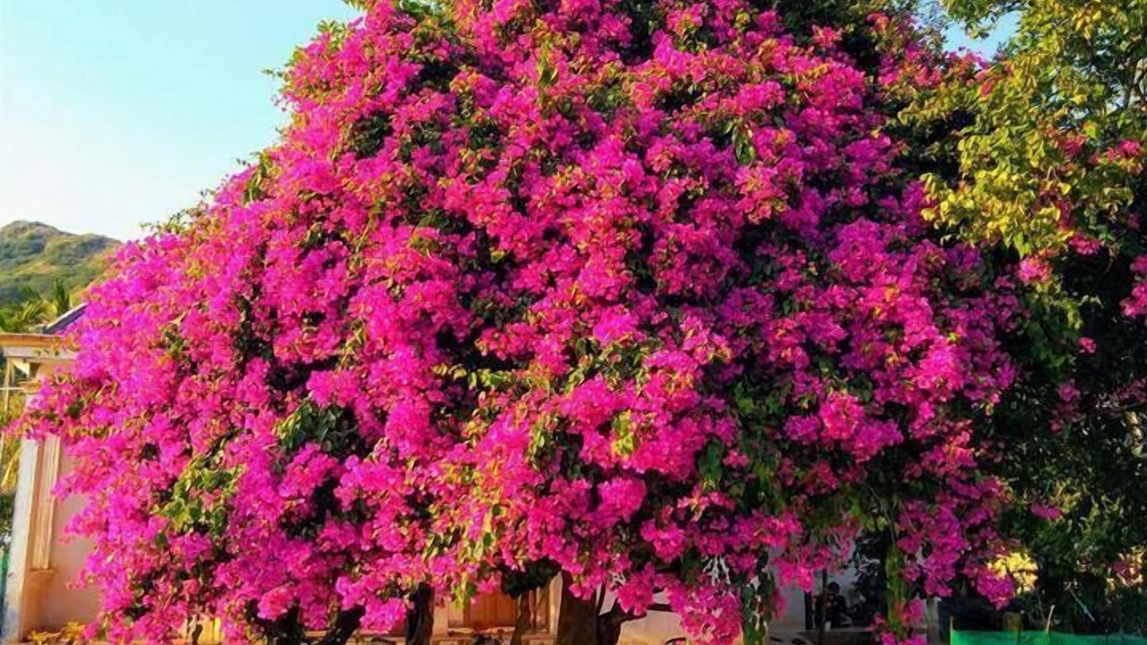 Photo of Outdoor in Ly Son