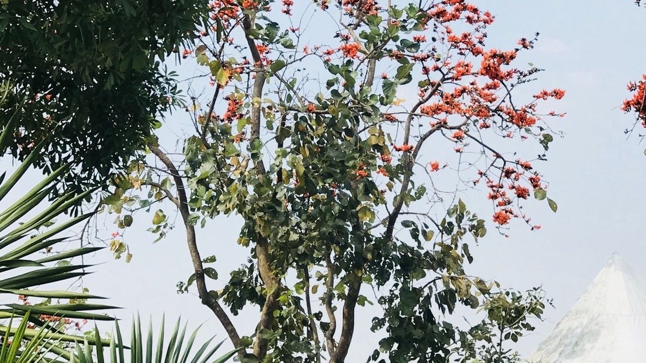 Photo of Others in Suan Phueng