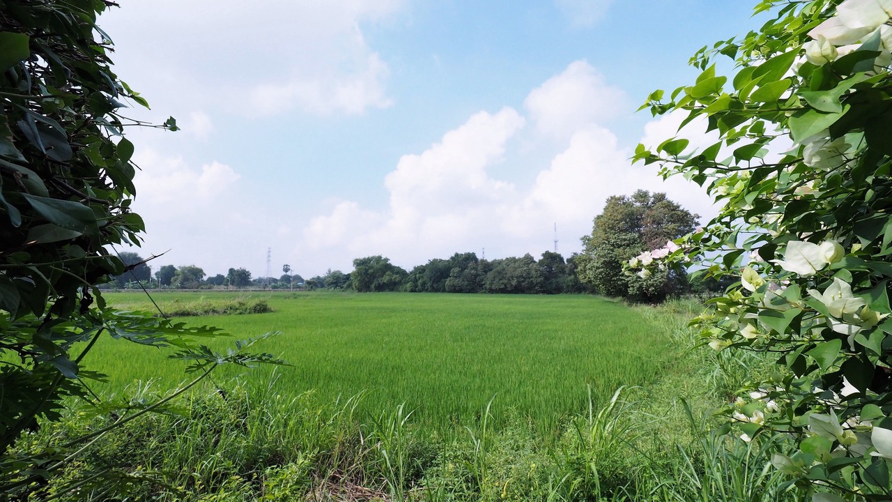 Photo of Others in Bang Pahan