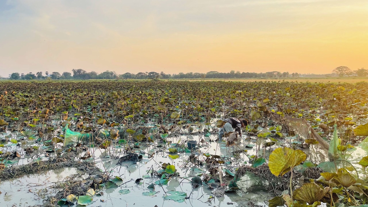 Photo of Outdoor in Svay Pao