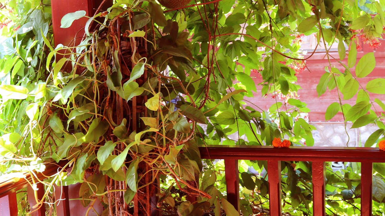Photo of Outdoor in Luang Prabang