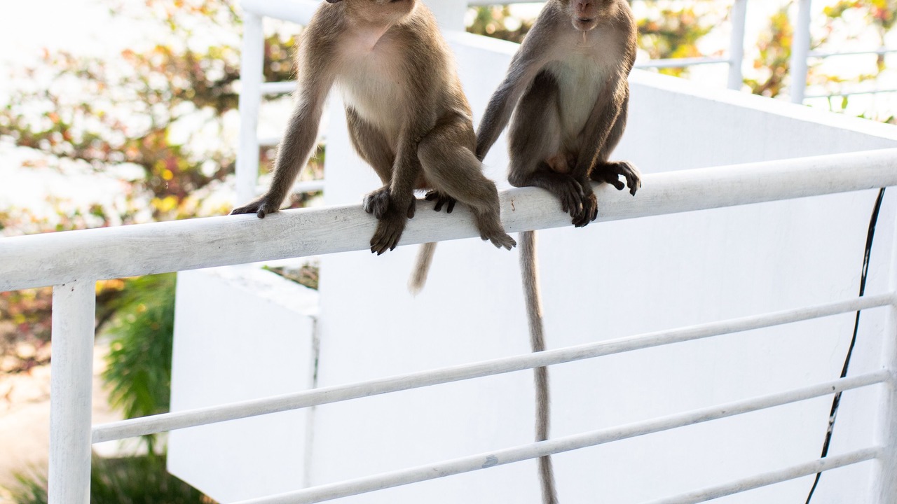 Photo of Patio Balcony in Krong Kaeb