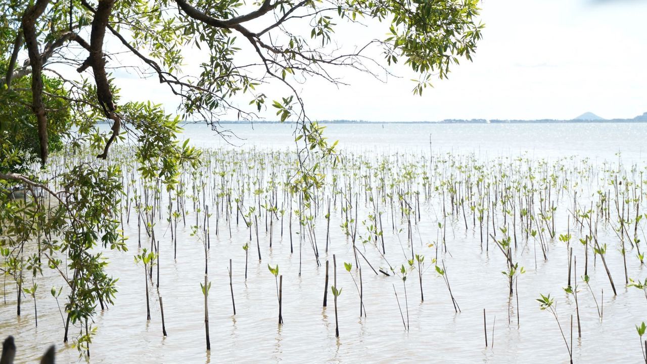 Photo of Outdoor in Kep
