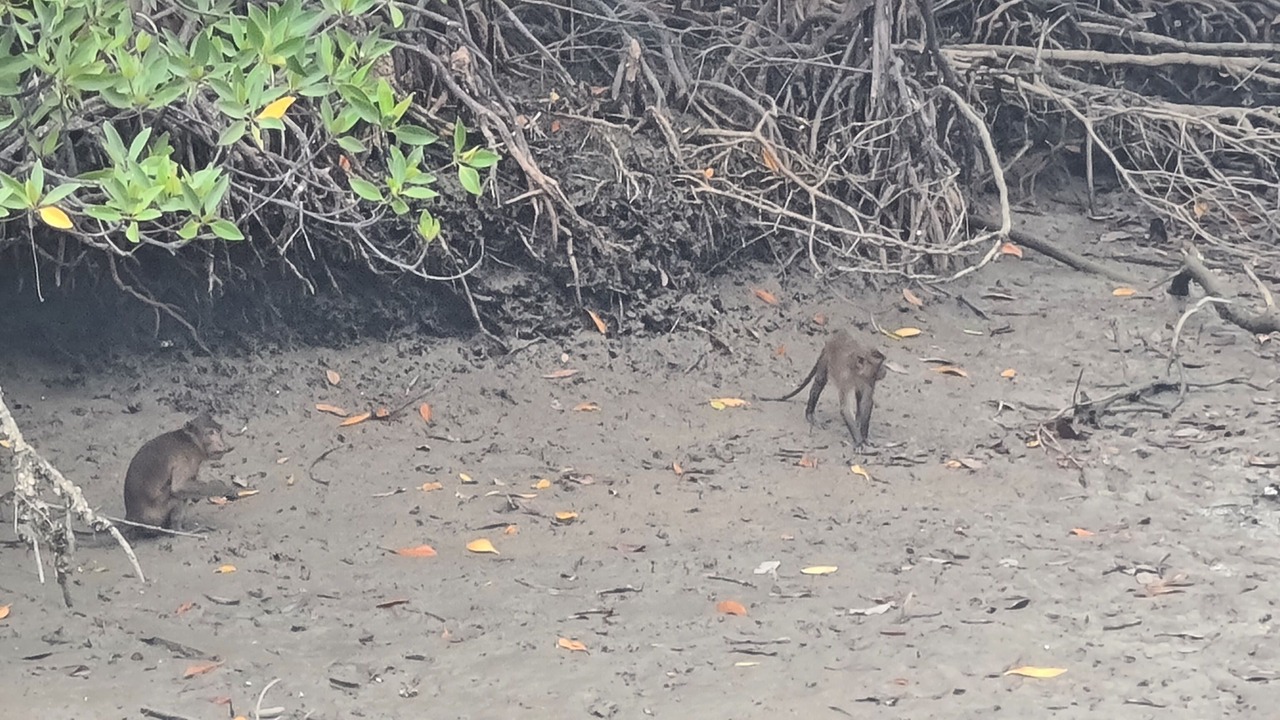 Photo of Outdoor in Phangnga