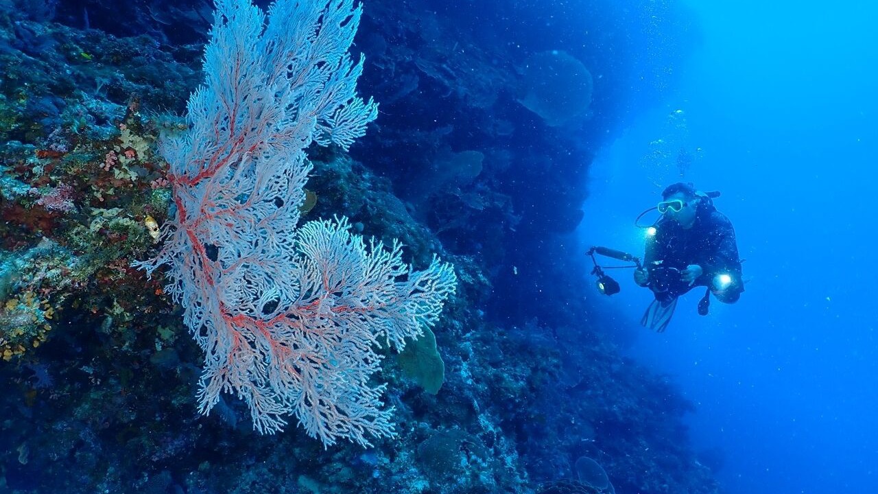 Photo of Others in Maumere
